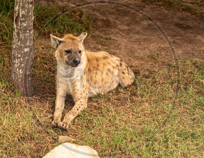 spotted hyena on the jungle