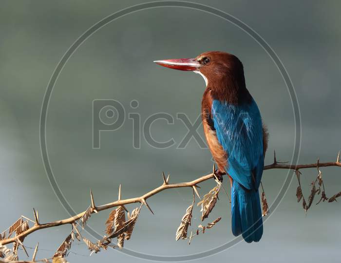 White Throated Kingfisher (Halcyon Smyrnensis).