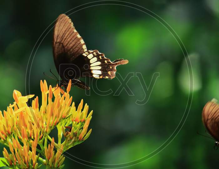 male common mormon butterfly (papilio polytes) sucking nectar from flowers
