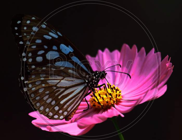 blue tiger butterfly (tirumala limniace) is sucking nectar from flowers
