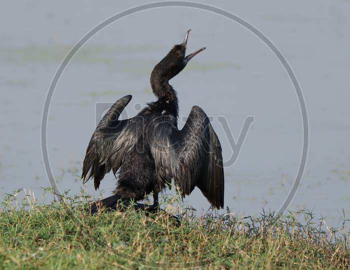 Little Cormorant (Microcarbo Niger) Calling.