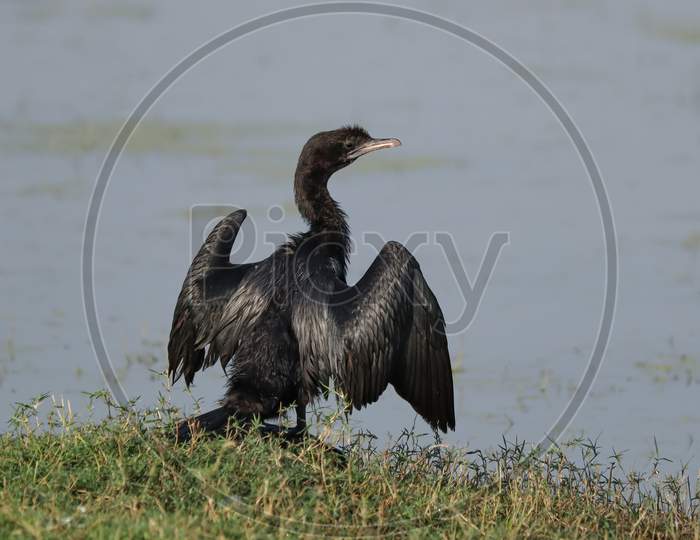 Little Cormorant (Microcarbo Niger) Open Her Wings.