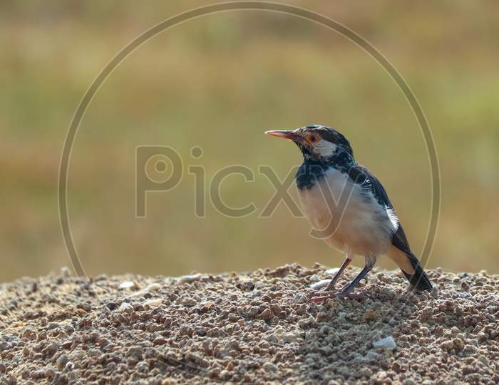 Pied Myna Or Asian Pied Starling Or Gracupica Contra Ground Perched In Natural Habitat.