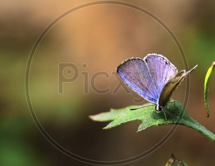 asian zebra blue butterfly (leptotes plinius) with blurred background