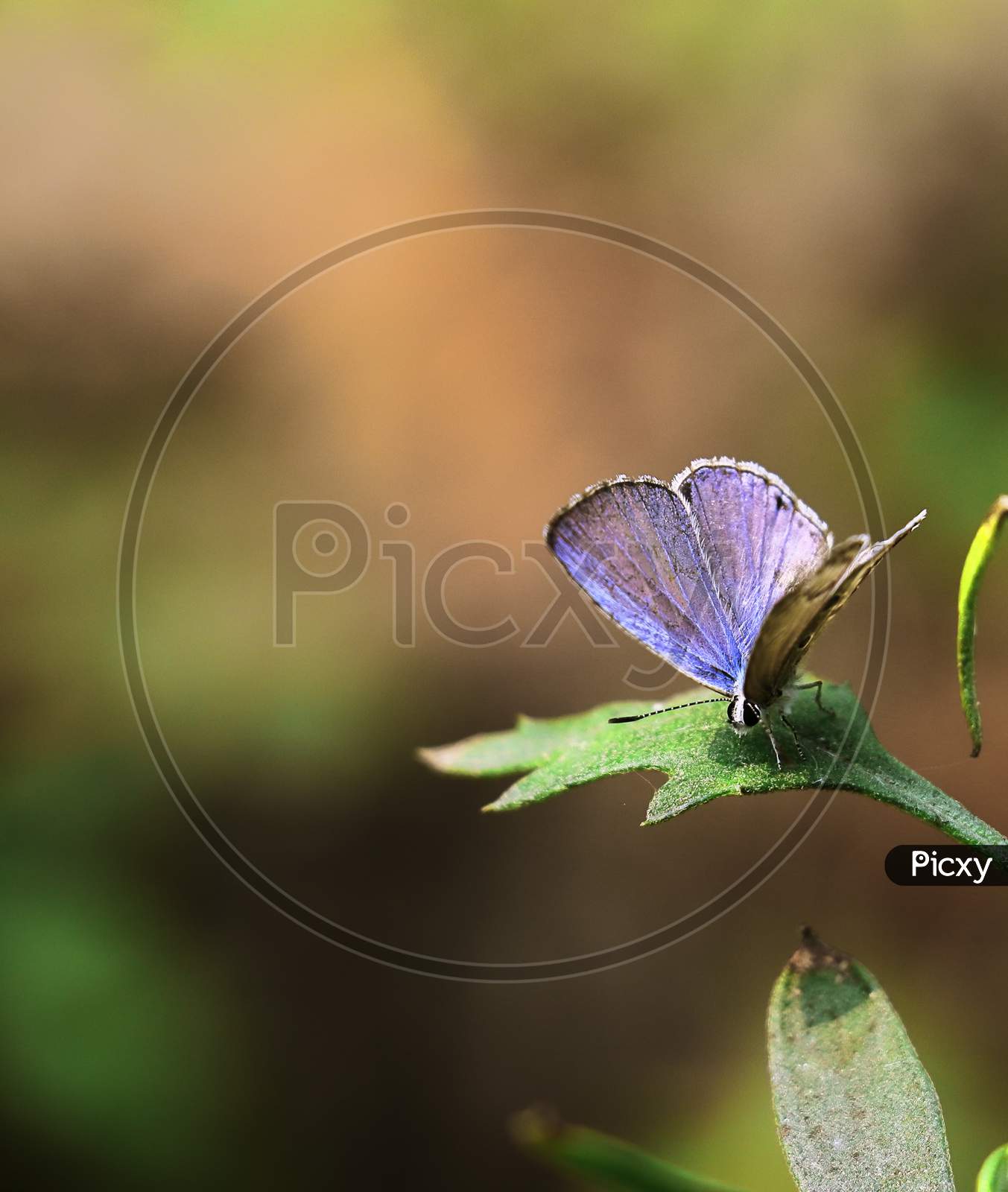 asian zebra blue butterfly (leptotes plinius) with blurred background