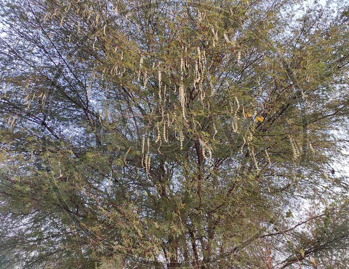 Closeup Shot Of Gum Arabic Tree ( Kikar, Babul ) Photos