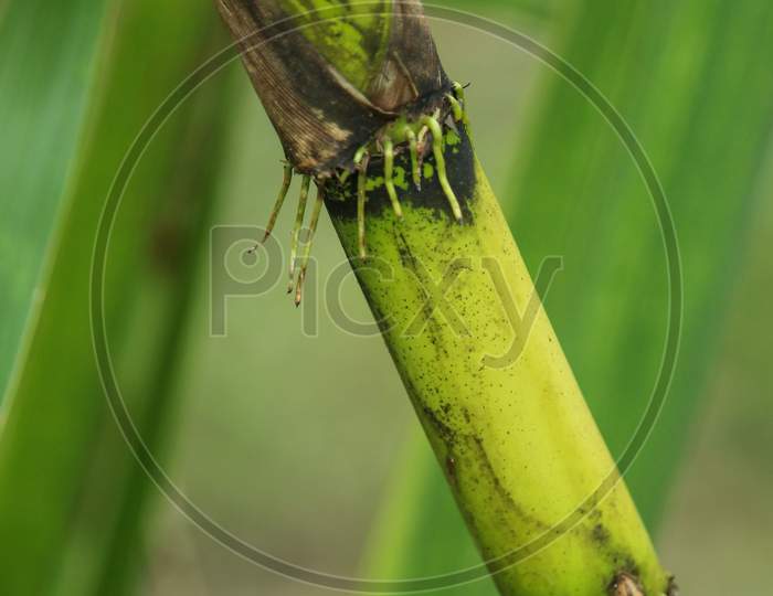 Portrait Of Green Sugarcane