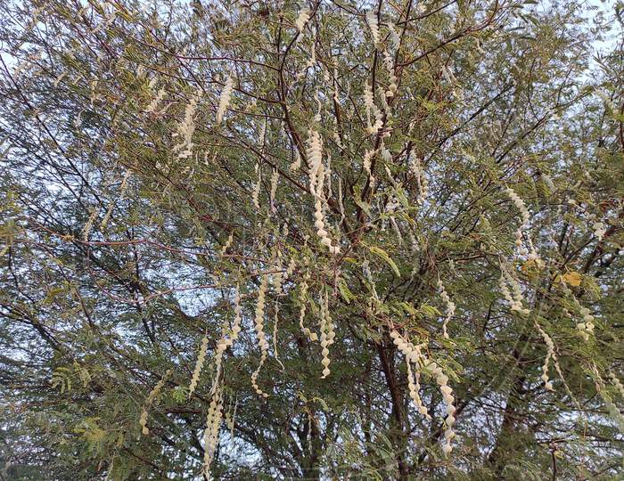 Closeup Shot Of Gum Arabic Tree ( Kikar, Babul ) Photos