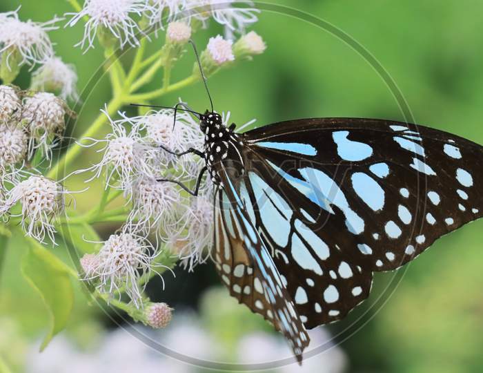 blue tiger butterfly (tirumala limniace) is sucking nectar from flowers
