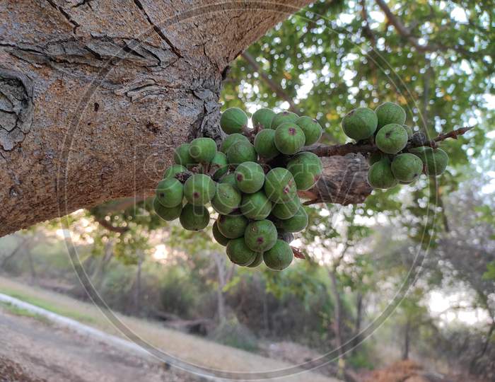 A Beautiful Closeup Shot Of Pipal Tree Fruits Growing In Branch