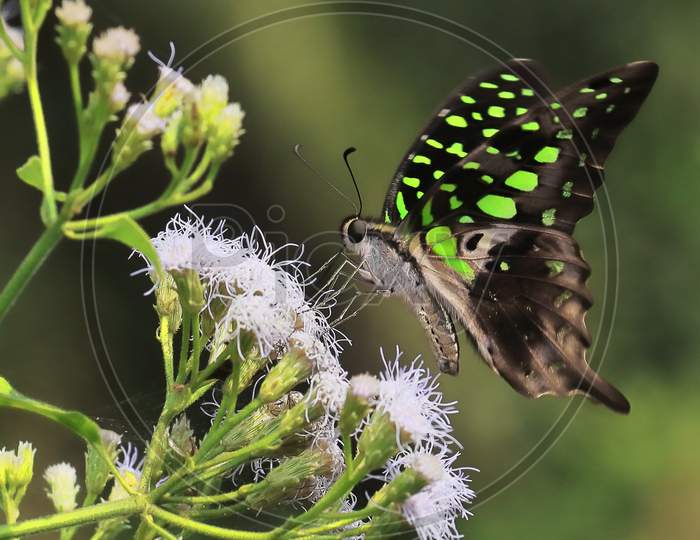 tailed green jay or green triangle or green spotted triangle (graphium agamemnon) in a tropical rainforest in india in summertime