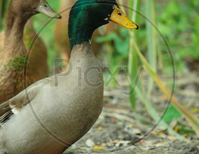 Portrait Picture Of Bangladeshi Male Duck