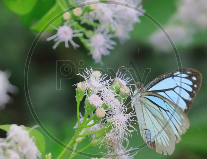 indian wanderer butterfly (pareronia hippia) sucking nectar from flowers