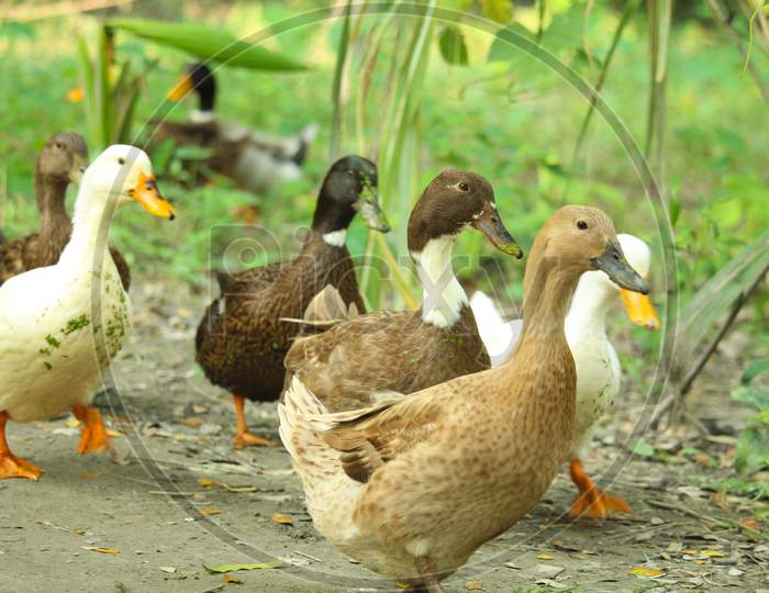 Bengali Native Duck Of Different Colors