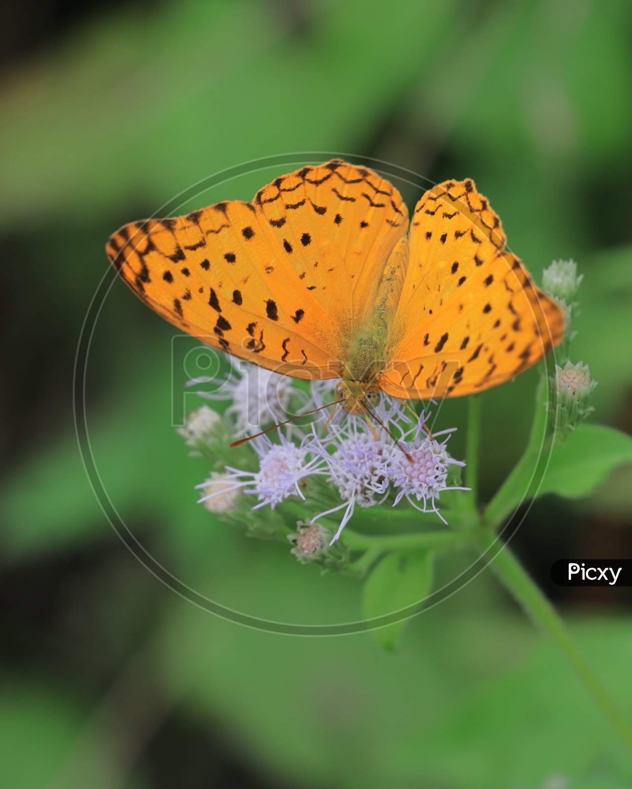 phalanta phalantha, common leopard or spotted rustic butterfly in tropical forest, springtime