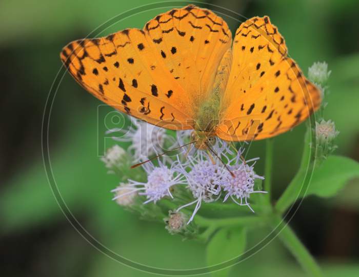 phalanta phalantha, common leopard or spotted rustic butterfly in tropical forest, springtime