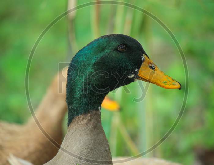 Portrait Picture Of Bangladeshi Male Duck