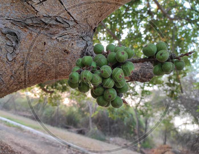 A Beautiful Closeup Shot Of Pipal Tree Fruits Growing In Branch