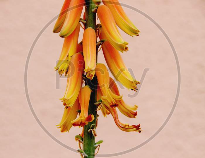 Close-Up Of Aloe Vera Flowers