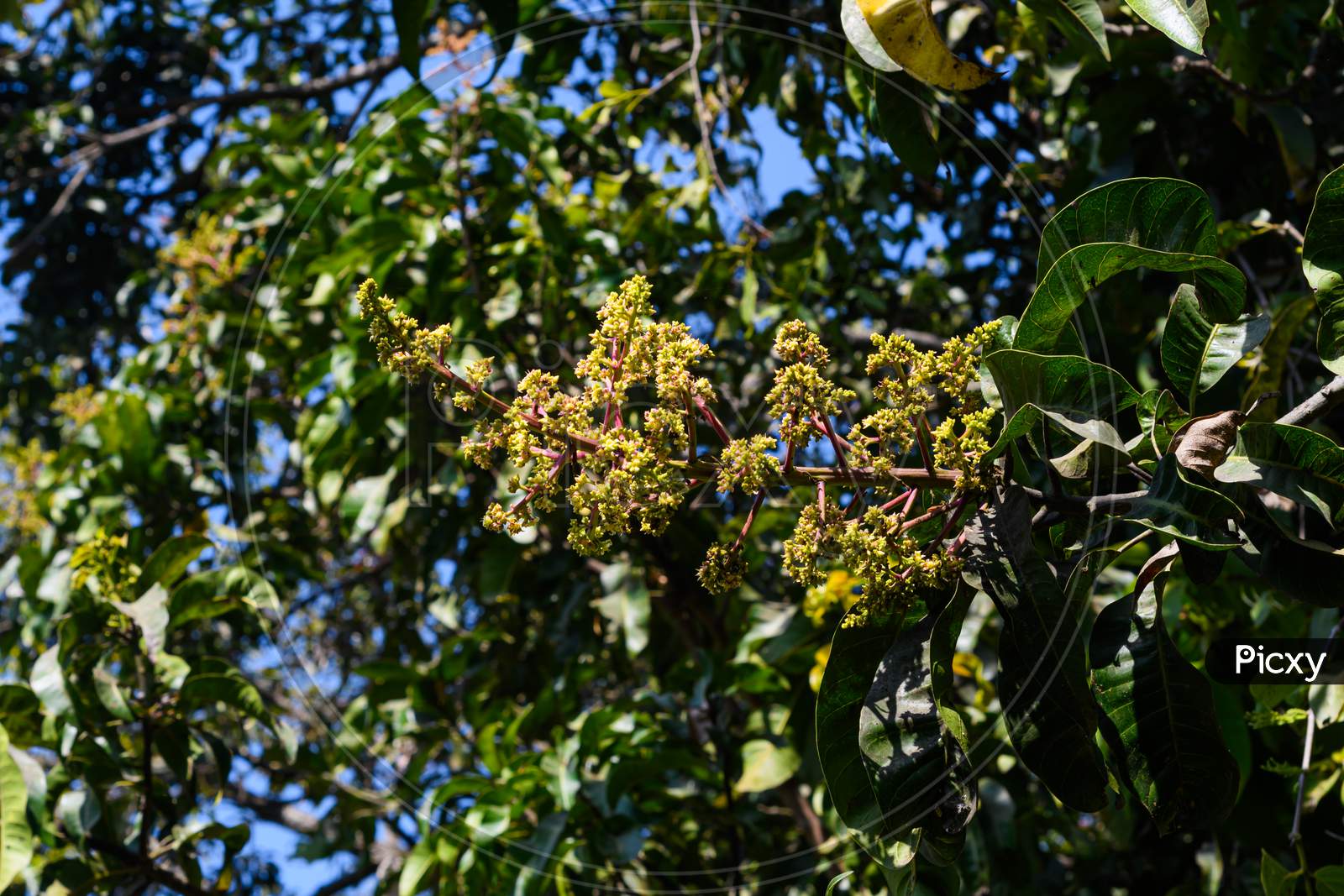 Mangifera Indica Commonly Known As Mango.A Shot Of Fruit Bearing Tree With Small Mangoes And Its Flowers
