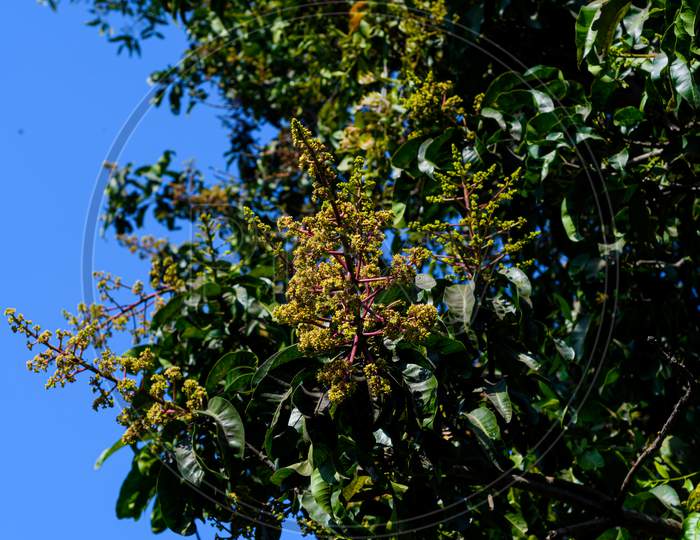 Mangifera Indica Commonly Known As Mango.A Shot Of Fruit Bearing Tree With Small Mangoes And Its Flowers