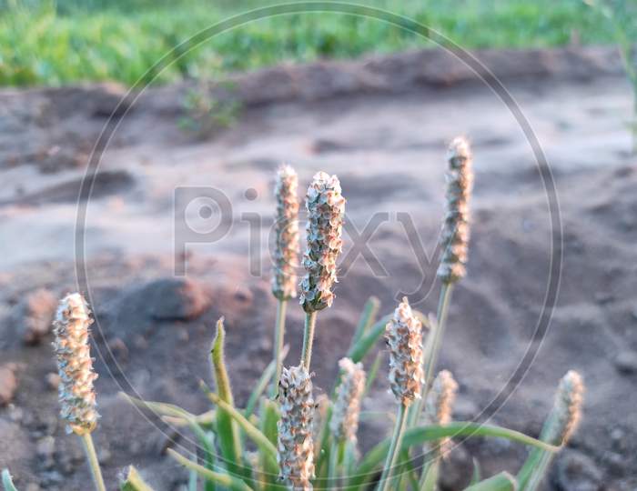 Beautiful View Of Isabgol ( Ispaghula, Psyllium Seed, Indian Plantago ) Plant Growing In Farm Soil Photos