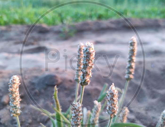 Beautiful View Of Isabgol ( Ispaghula, Psyllium Seed, Indian Plantago ) Plant Growing In Farm Soil Photos