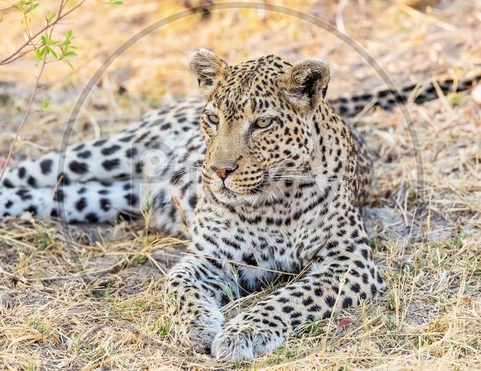 Beautiful Wildlife of  Khwai,Botswana