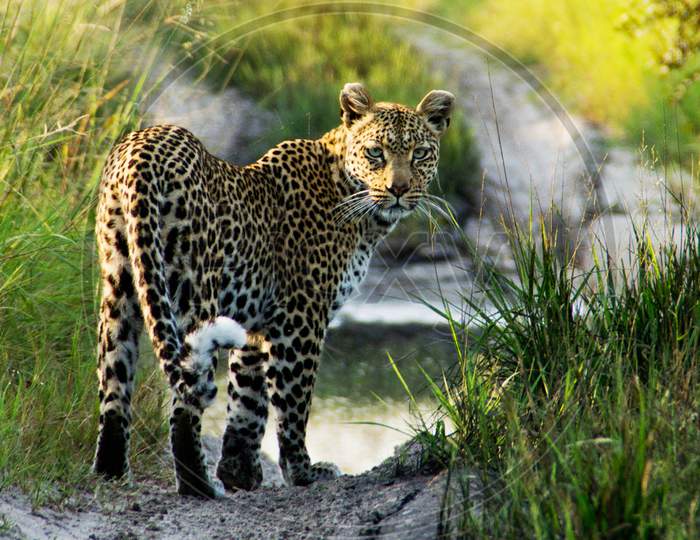 Beautiful Wildlife places in Khwai, Botswana