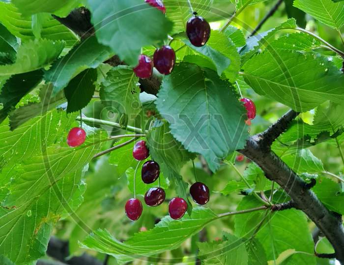 Prunus Cerasus Tart Cherry, Is A Species Of Prunus In The Subgenus Cerasus (Cherries), Native To Much Of Europe And Southwest Asia