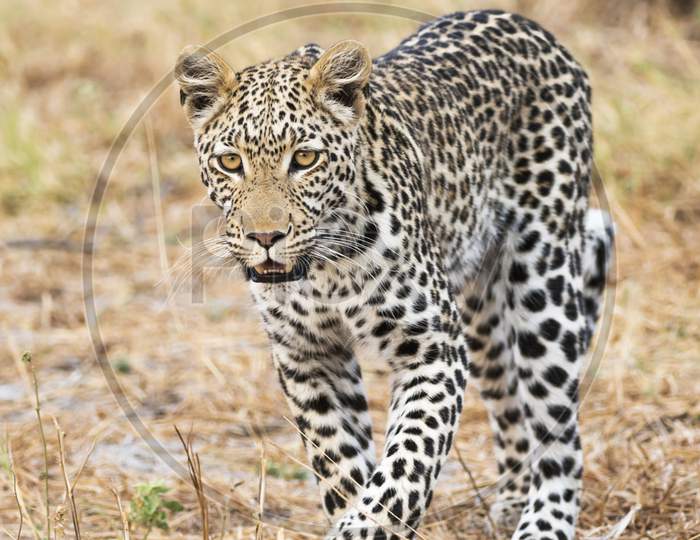 Beautiful Wildlife pictures of Khwai, Botswana