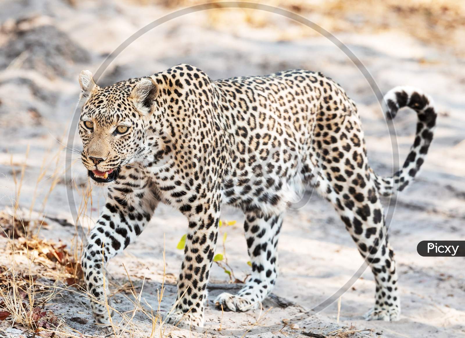 Beautiful Wildlife places in Khwai, Botswana