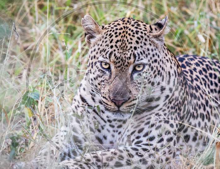 Beautiful Wildlife pictures of Khwai, Botswana