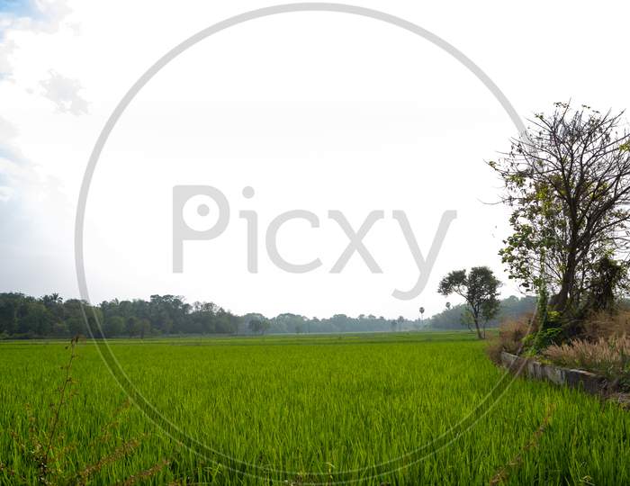 Paddy Field And Coconut Trees