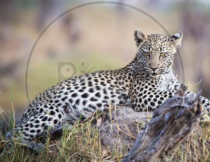 Khwai,Botswana Wildlife pictures