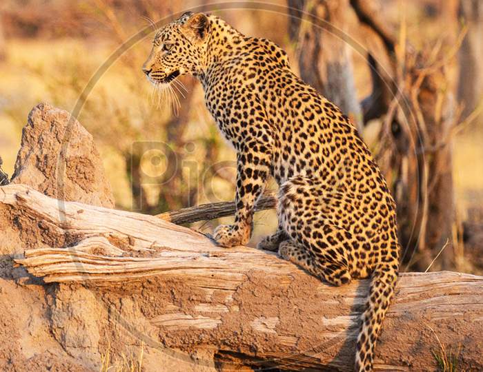 Beautiful Wildlife of  Khwai,Botswana
