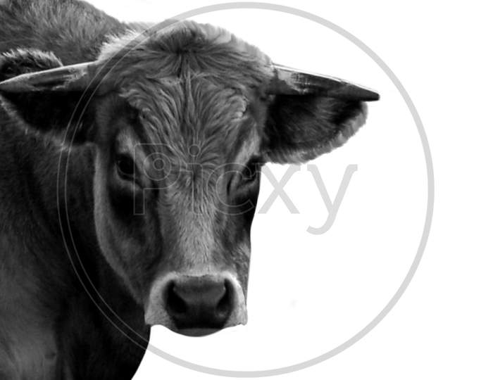Black And White Beautiful Cow On White Background