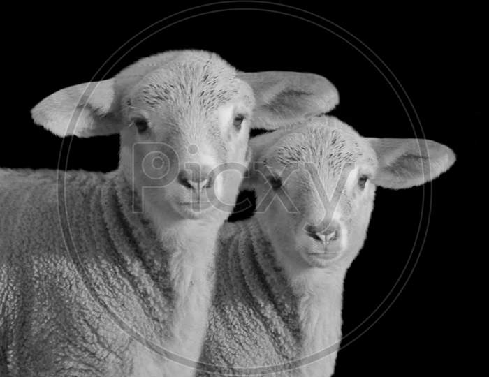 Two Couple Sheep Cute Face On The Dark Background