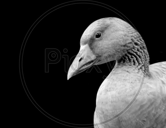 Black And White Goose Closeup Face