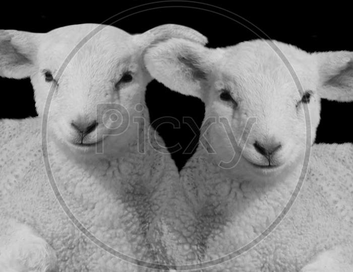 Two Baby Sheep Sitting On The Black Background