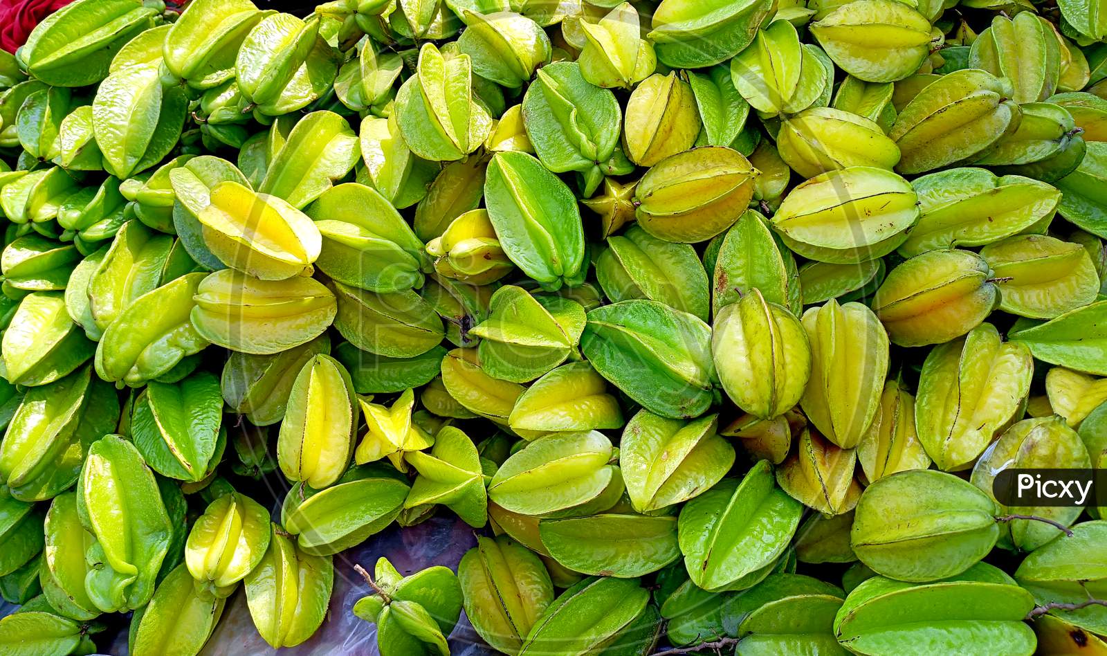 Bunch Of Star Fruit Or Carambola To Sell In Local Market. Green And Yellow Color Give The Unique Deliciousness Of This Rare Tropical Fruit