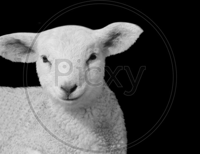 Beautiful Baby Sheep Cute Face