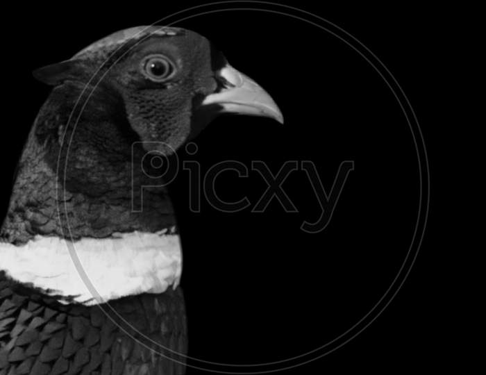 Black And White Ring-Necked Pheasant On Black Background