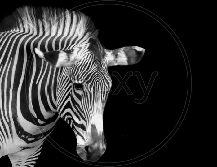 Unhappy Zebra Face On Black Background