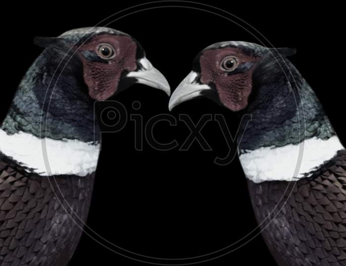 Two Beautiful Ring Necked Pheasant Kissing On Black Background