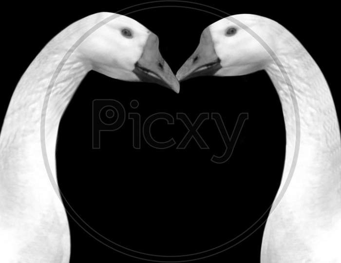 Two Beautiful Couple Goose Portrait On The Dark Black Background