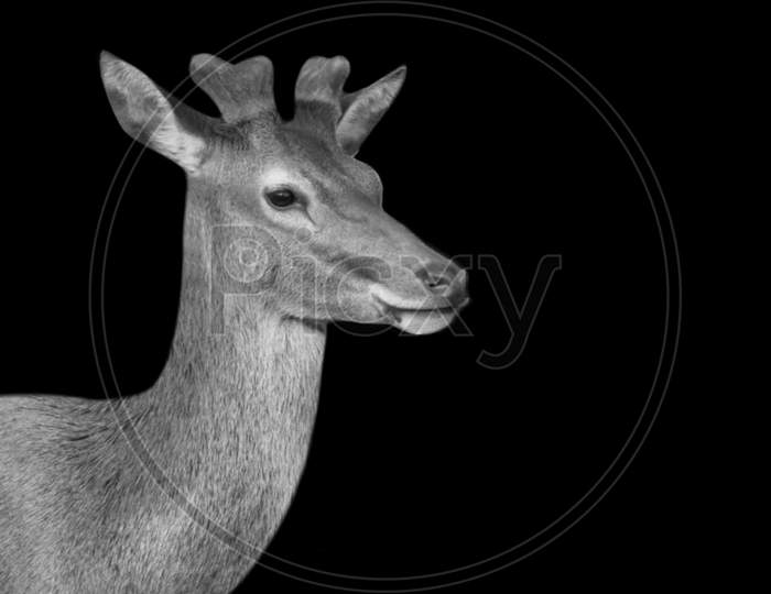 Beautiful Little Horn Barbary Stag On The Black Background