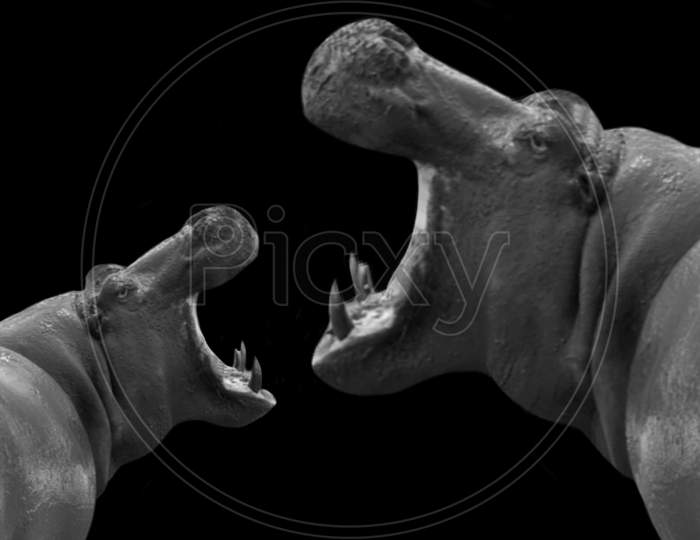 Mom And Baby Hippo Opening Mouth On The Black Background