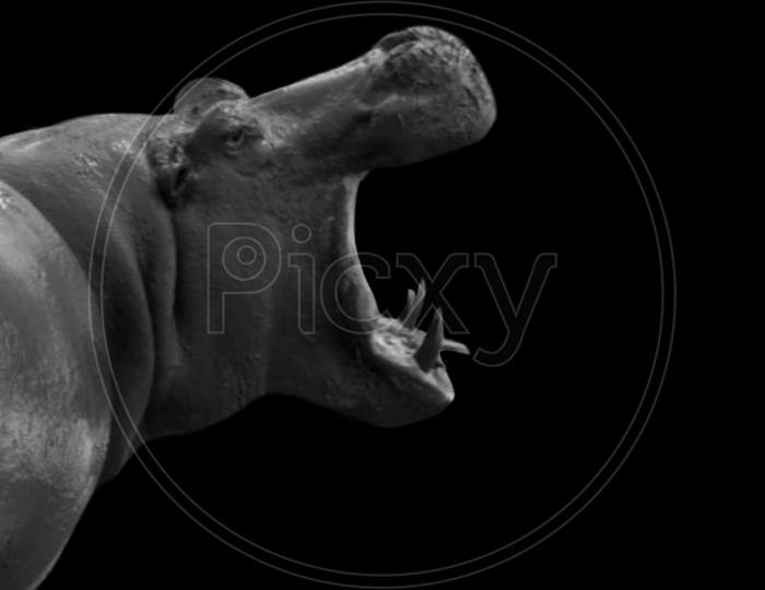 Heavy Hippopotamus Opening Mouth On The Black Background