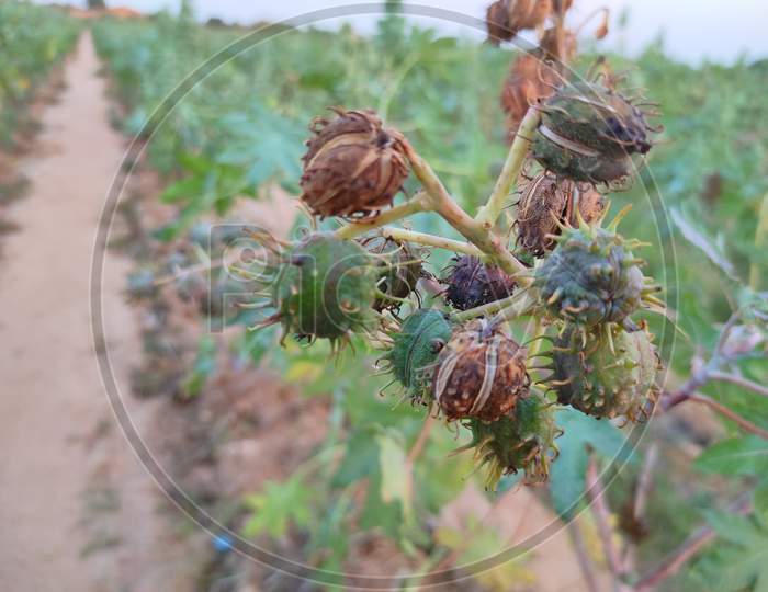 Closeup Shot Of Castor Fruits Growing In Farm . Selective Focus On Subject